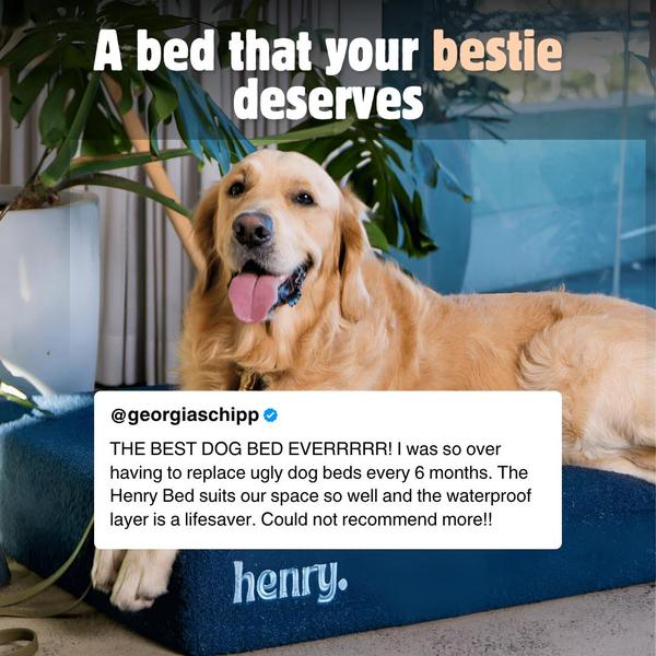 dog bed, pet bed, dog mattress, pet furniture, dog cushion, social proof, product launch, lifestyle, ugc style, warm, trustworthy, blue, neutral